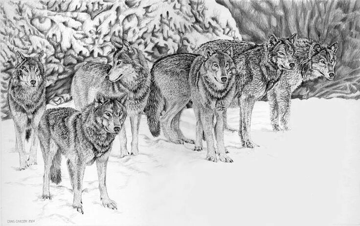 Раскрасить фото волка онлайн Family Wolf, Drawings, Beautiful wolves