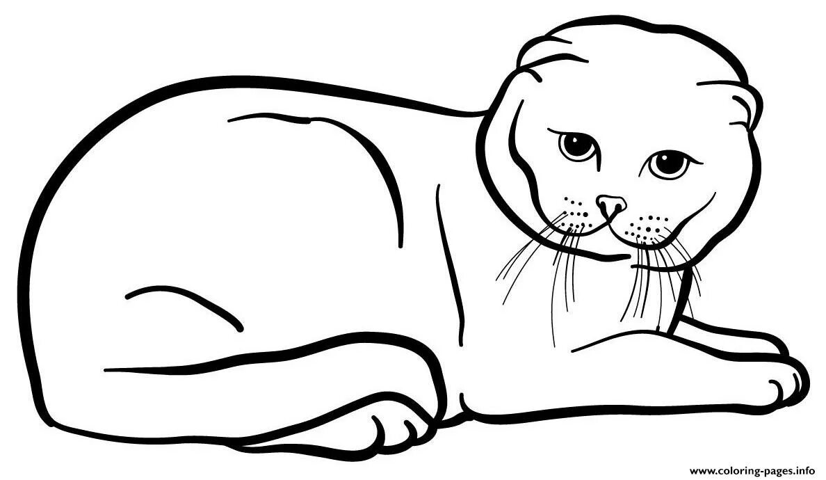 Раскраски кошек фото Scottish Fold Cat Coloring page Printable