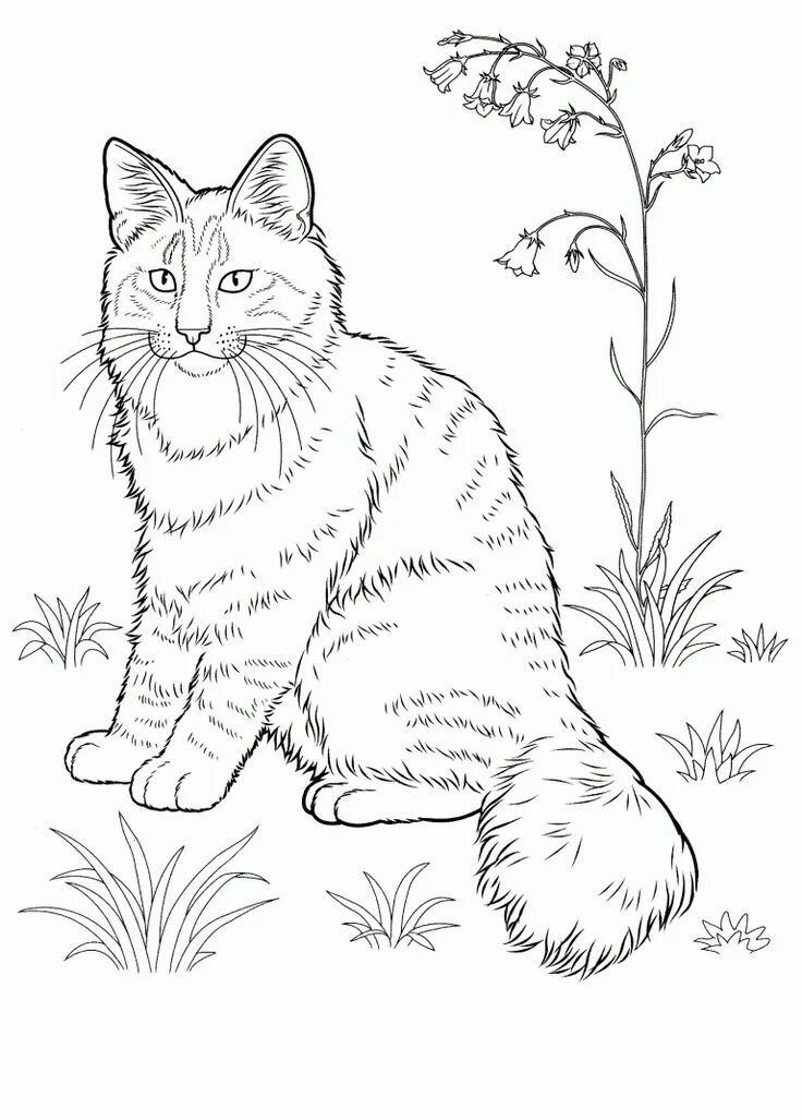 Раскраски кошек фото Cat Coloring Pages for Adults - Best Coloring Pages For Kids Cat coloring page, 