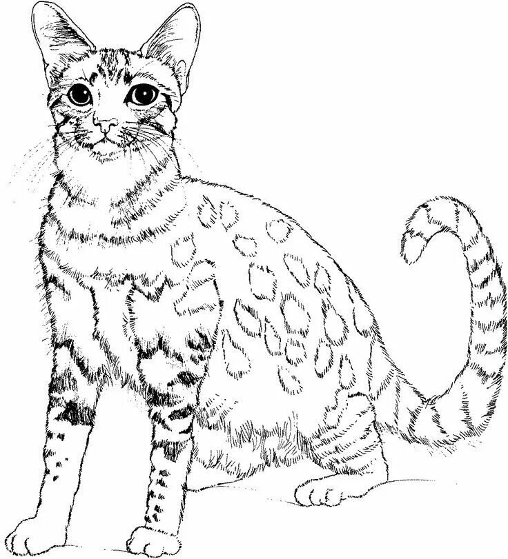 Раскраски кошек фото The Ocicat is an all-domestic breed of cat which resembles a wild cat but has no