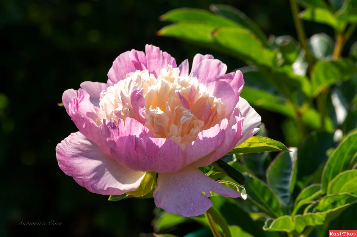 Характеристики Пион Распберри Сандей (Paeonia Raspberry Sundae), саженец в горшк