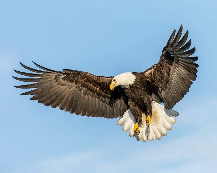 Распечатка фото орел flying bald eagle #Fish Bald Eagle looking in #in-flight #fishing Kachemak Bay H