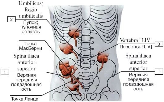 Расположение аппендицита у человека схема ПИЩЕВАРИТЕЛЬНАЯ СИСТЕМА