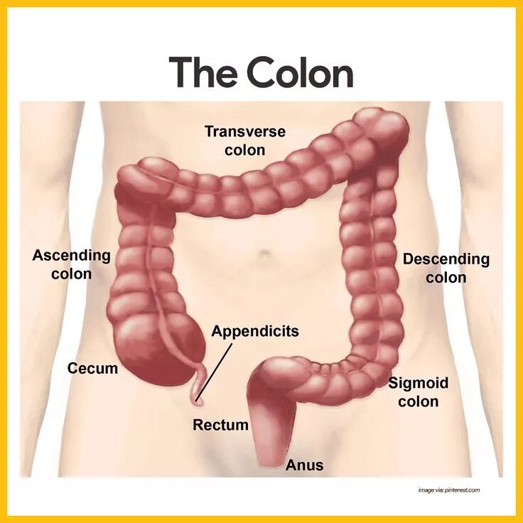 Расположение аппендицита у человека схема Digestive System Anatomy and Physiology Digestive system anatomy, Digestive syst