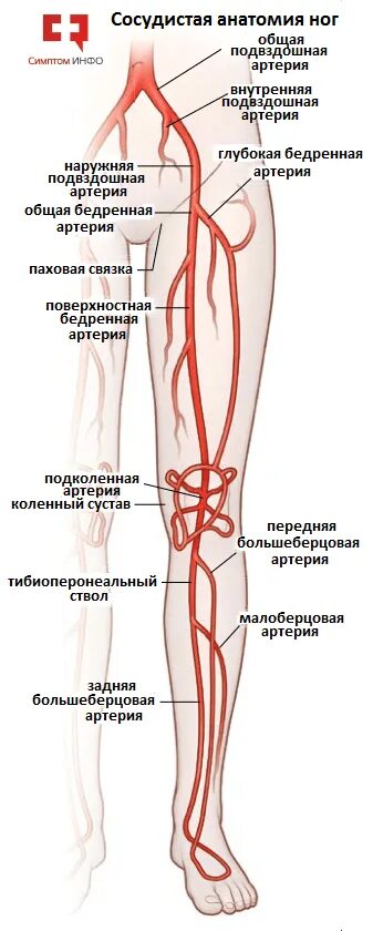 Расположение артерий на ногах человека схема Трофика тканей коленного сустава - центр "Меддиагностика"