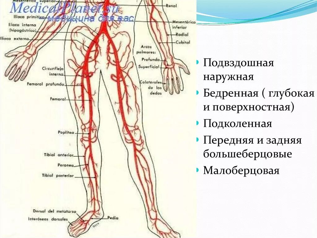 Расположение артерий на ногах человека схема Периферические артерии нижних конечностей: найдено 83 изображений