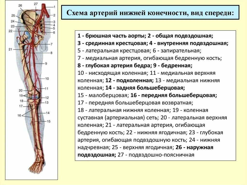 Расположение артерий на ногах человека схема Скачать картинку АРТЕРИАЛЬНЫЕ АРТЕРИИ № 85