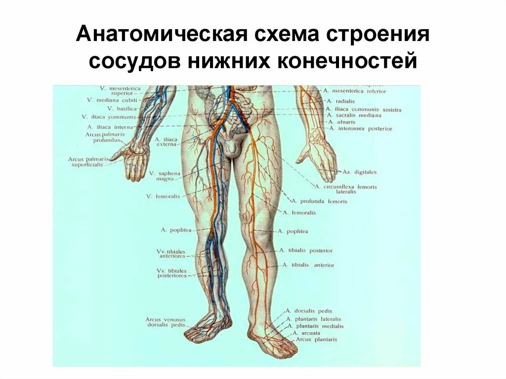 Расположение артерий на ногах человека схема Артерии нижних конечностей ног: найдено 87 изображений