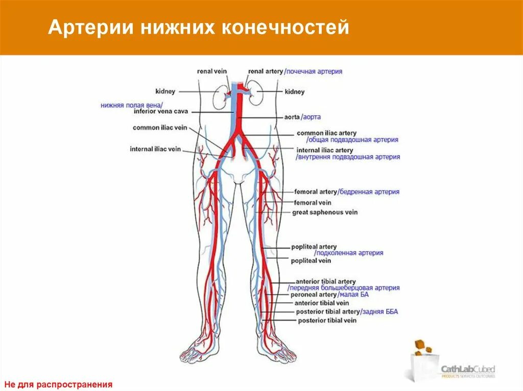 Расположение артерий на ногах человека схема Правая оба артерия: найдено 80 изображений