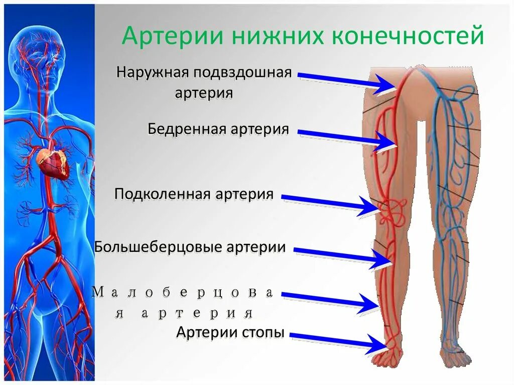 Расположение артерий на ногах человека схема Артерии вены и лимфатические сосуды: найдено 81 картинок