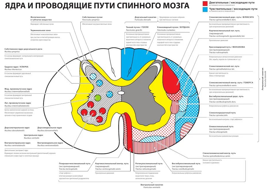 Расположение белого вещества спинного мозга схема Литература УО "Витебская ордена "Знак Почета" государственная академия ветеринар