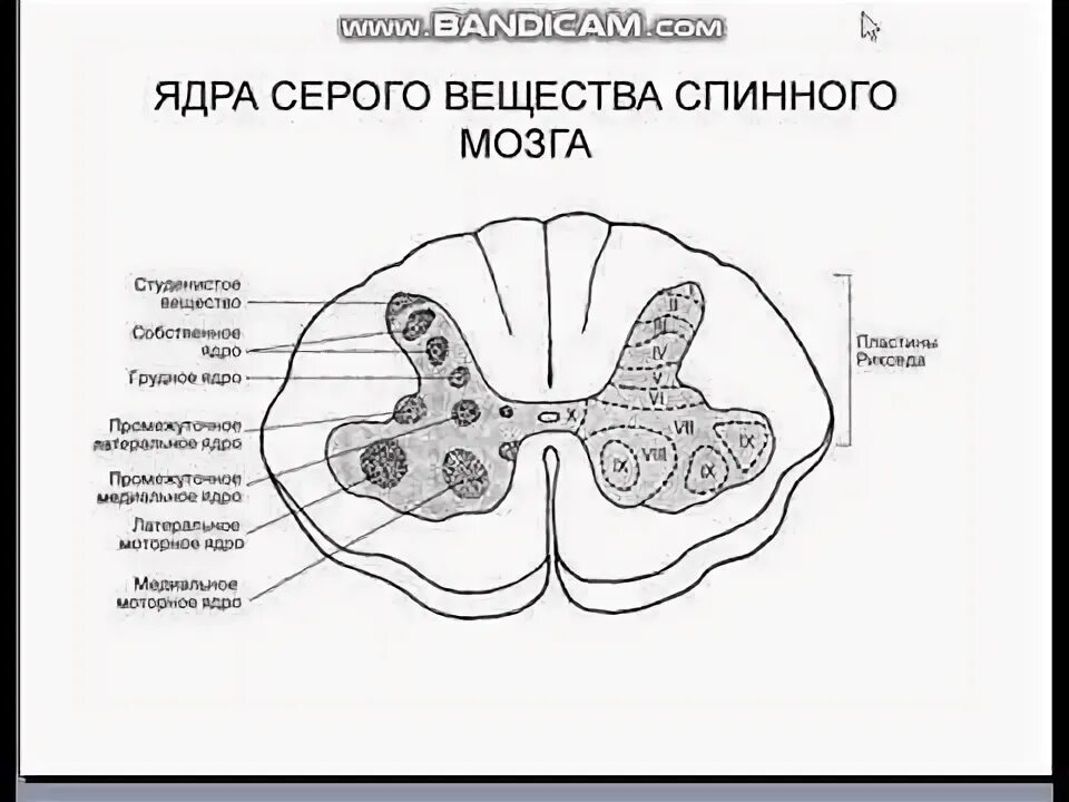 Расположение белого вещества спинного мозга схема спинной мозг 2 2022 10 18 01 08 57 944 - YouTube