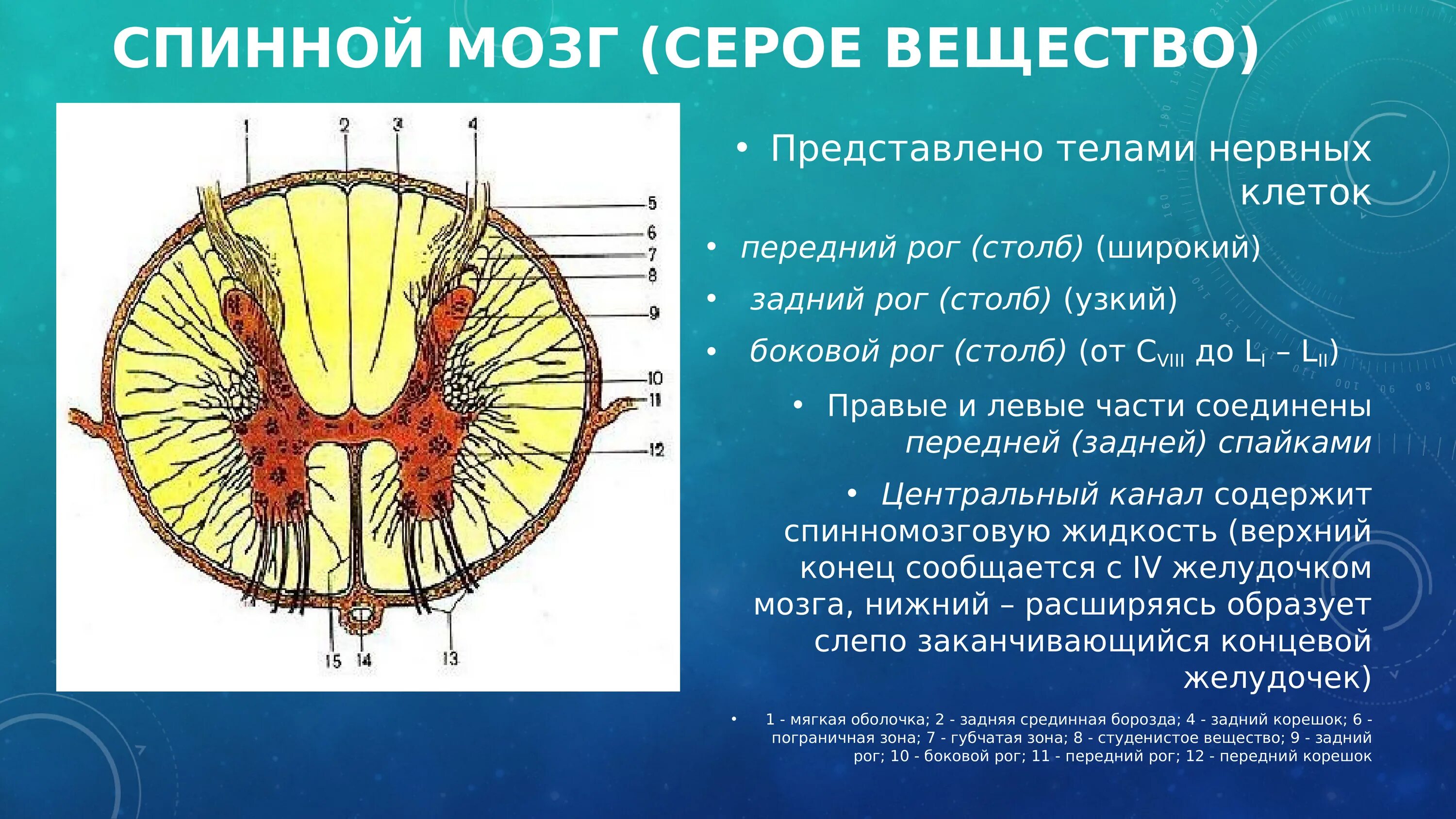 Расположение белого вещества спинного мозга схема Картинки ДВИГАТЕЛЬНЫЙ ПЕРЕДНИЕ РОГА СПИННОГО МОЗГА ЧУВСТВИТЕЛЬНЫЙ