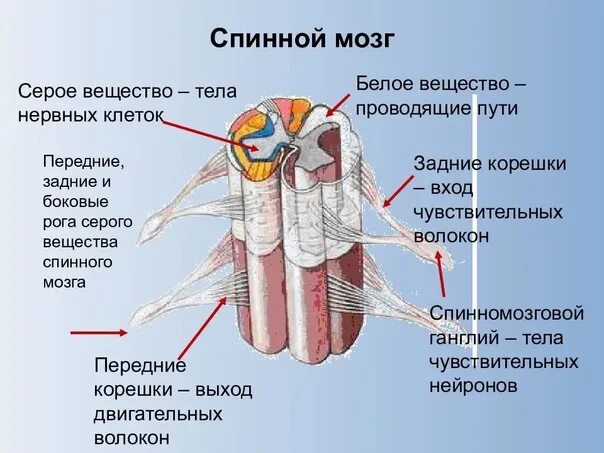 Расположение белого вещества спинного мозга схема Строение ЦНС 2022 CheYoredetBio ВКонтакте