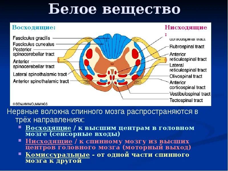 Расположение белого вещества спинного мозга схема Чем образовано серое вещество спинного мозга