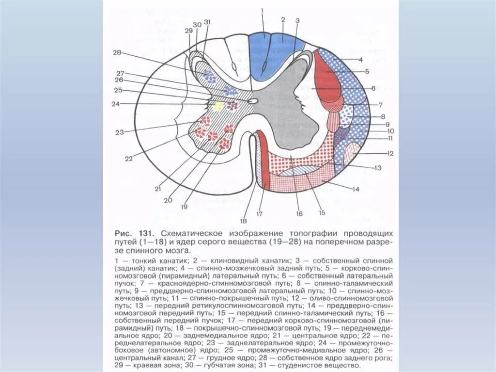 Расположение белого вещества спинного мозга схема Топография ядер