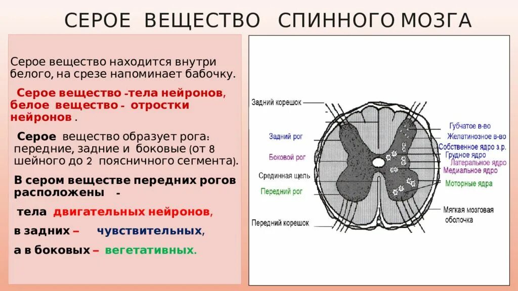 Расположение белого вещества спинного мозга схема Спинной мозг образован серым и белым веществом