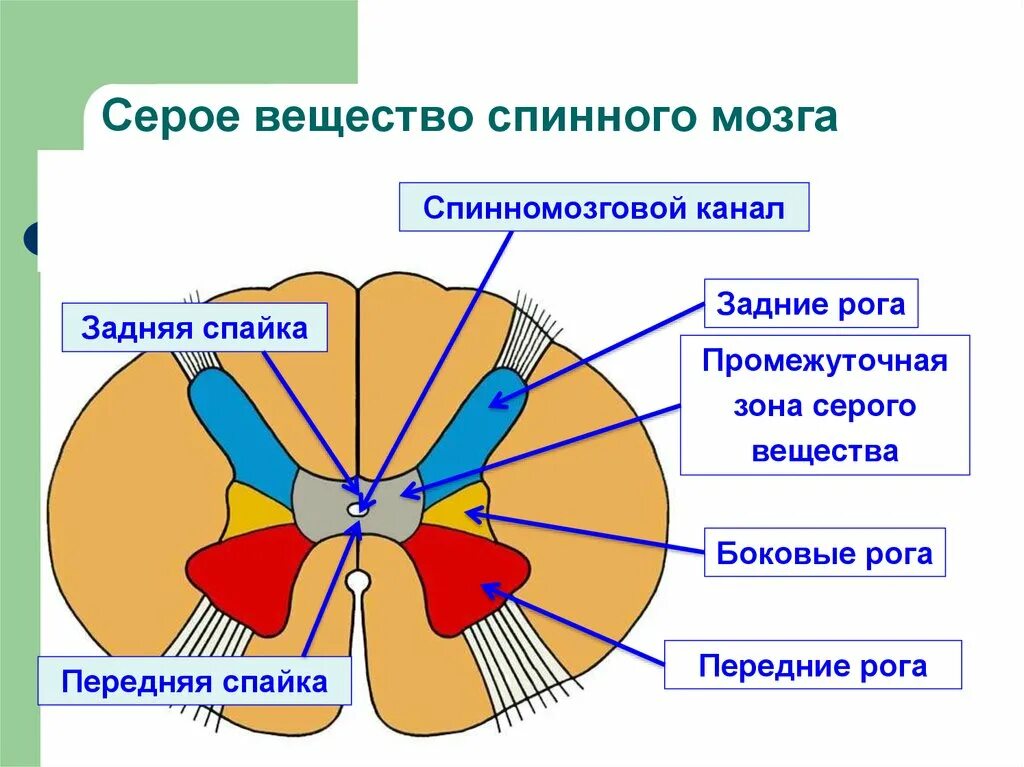 Расположение белого вещества спинного мозга схема Вселенная - Mind Map