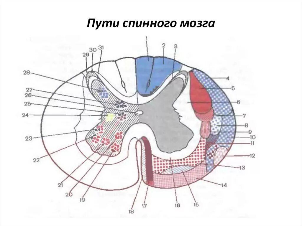 Расположение белого вещества спинного мозга схема Центральная нервная система. Спинной мозг - презентация онлайн