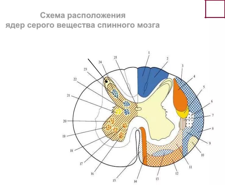 Расположение белого вещества спинного мозга схема SpinnoyMozg_Obolochki