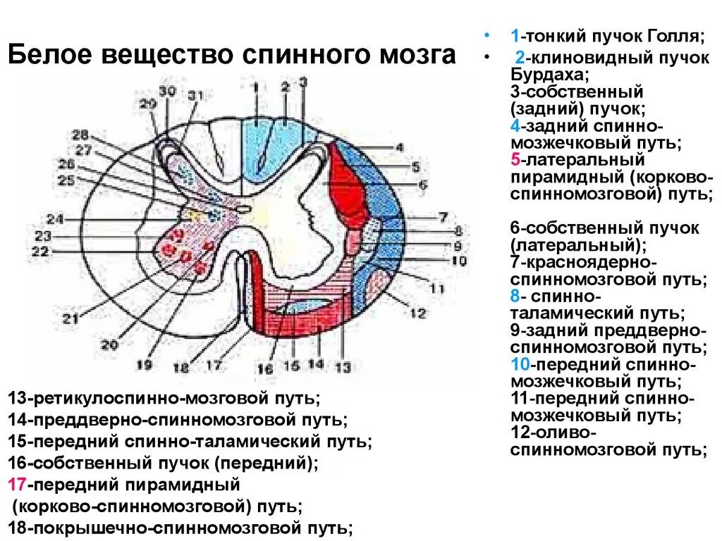 Расположение белого вещества спинного мозга схема Белое вещество входит в состав - найдено 61 картинок