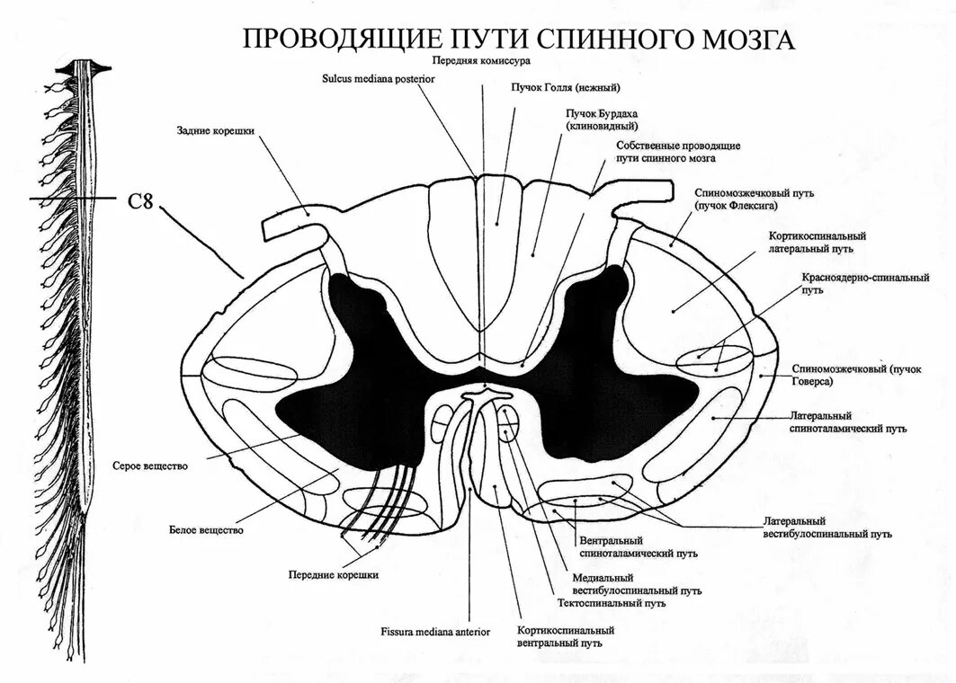 Расположение белого вещества спинного мозга схема Волокна спинного мозга и головного мозга: найдено 88 изображений