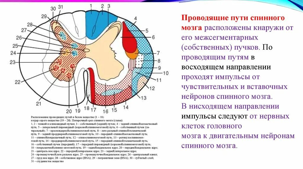 Расположение белого вещества спинного мозга схема Спинной мозг проводящие пути двигательные - найдено 89 картинок