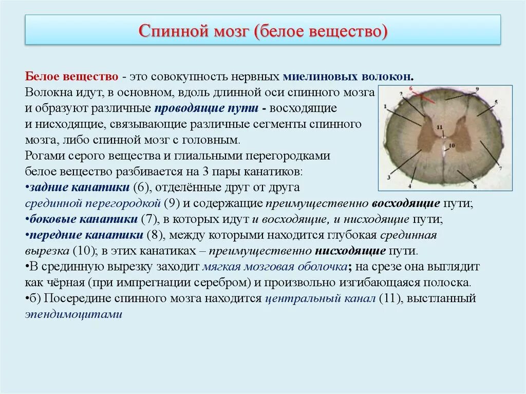 Расположение белого вещества спинного мозга схема Картинки ЗНАЧЕНИЕ БЕЛОГО ВЕЩЕСТВА