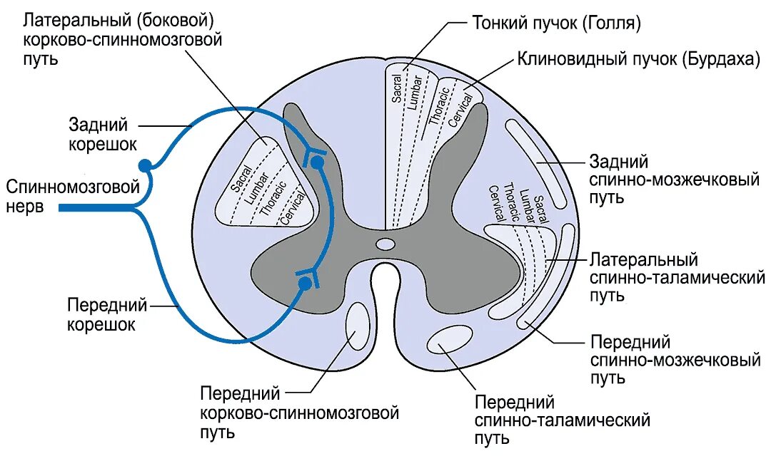 Расположение белого вещества спинного мозга схема Перейти на страницу с картинкой