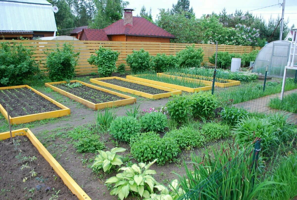 Расположение грядок на дачном участке фото Обрезка кустарников и живой изгороди в Тутаеве - Спил и обрезка деревьев и куста