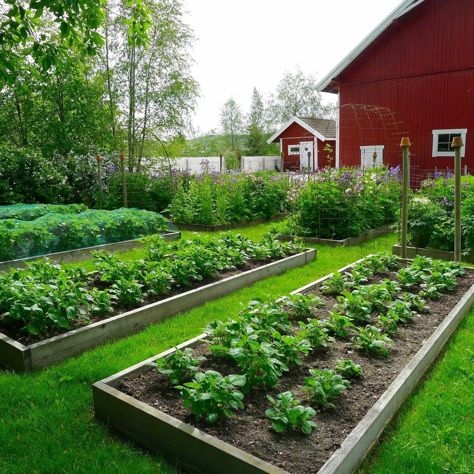 Расположение грядок на участке фото A few garden photos Backyard garden layout, Garden layout, Vegetable garden desi