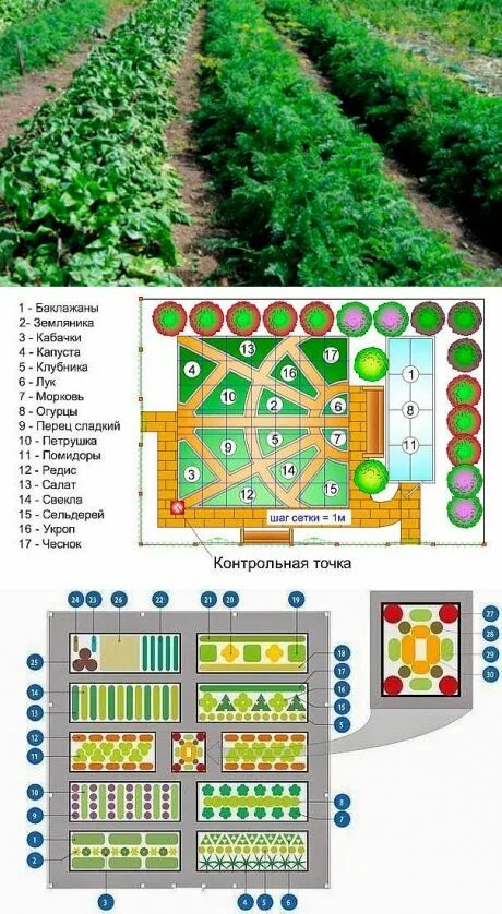 Расположение грядок на участке схема Схема овощной клумбы: соседи должны быть правильные! Огород, Сад, Клумбы