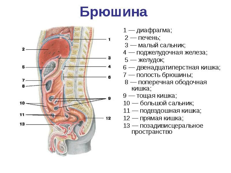 Расположение кишечника у мужчин схема Лекция № 13