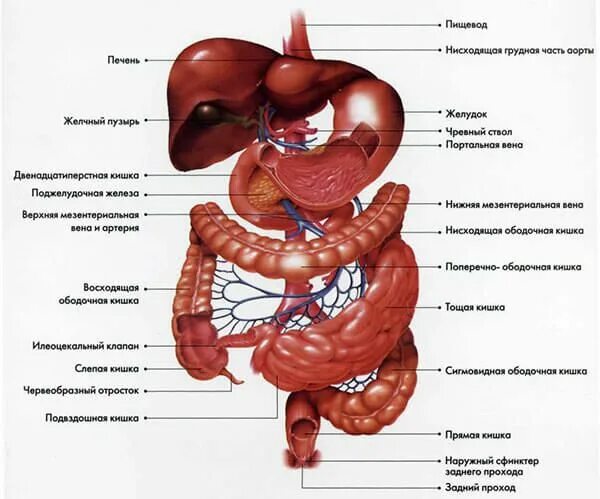 Расположение кишечника у мужчин схема Как Расположены Внутренние Органы? Анатомия Человека + Картинки Анатомия, Картин