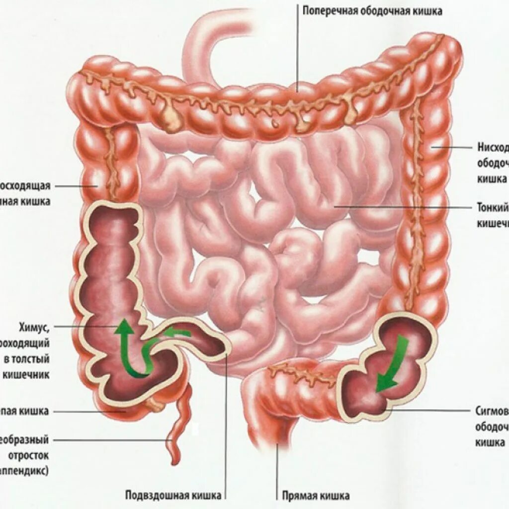 Расположение кишечника у мужчин схема Толстый кишечник Блог на FITOSAUNA.RU