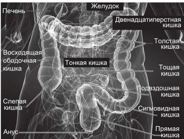 Расположение кишечника у мужчин схема МРТ - физическая суть метода, показания к проведению, варианты исследования, без