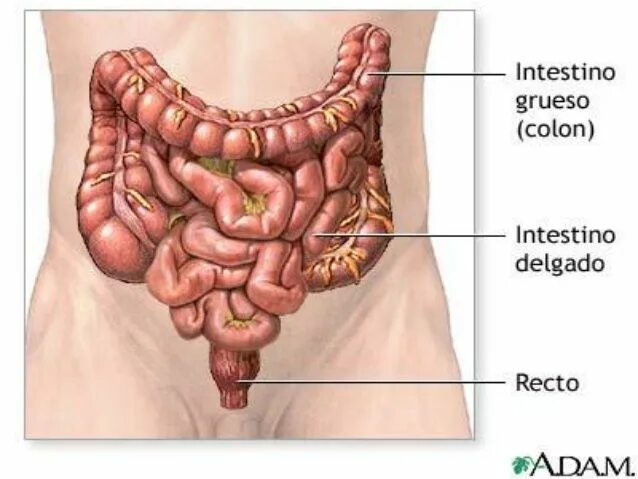 Расположение кишечника у мужчин схема Portal de Luz: INTESTINO PRESO E PRISÃO DE VENTRE-RECUSA NA EXTER... Intestino, 