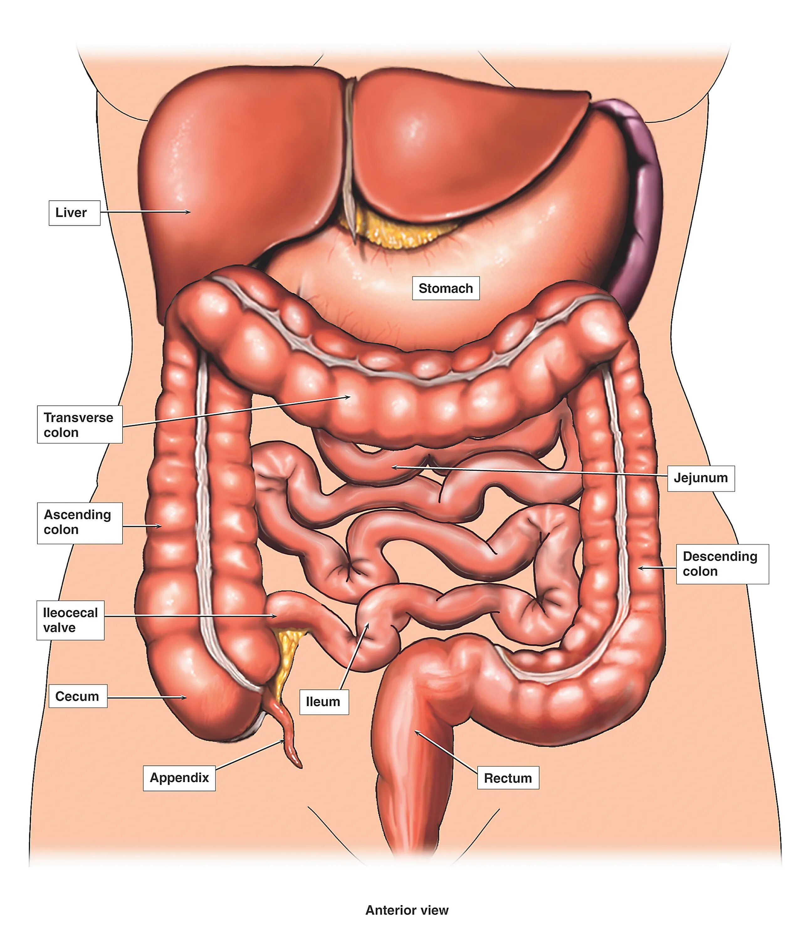 Расположение кишечника у мужчин схема male-lower-abdabominal-anatomy ⋆ Santa Barbara Deep Tissue - Riktr PRO Massage, 