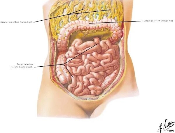 Расположение кишечника у мужчин схема Outlander Anatomy - Page 12 - Outlander Anatomy