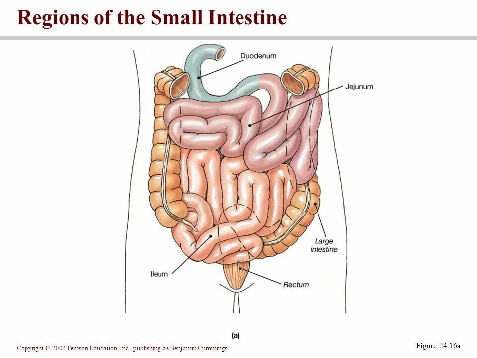 Расположение кишок у человека схема The Digestive System VIDEO. Food Processing Ingestion - eating or drinking Diges