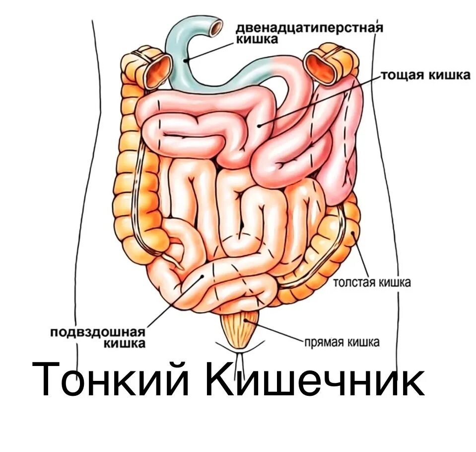 Расположение кишок у человека схема Картинки ТОНКИЙ КИШЕЧНИК СТРОЕНИЕ ОТДЕЛЫ