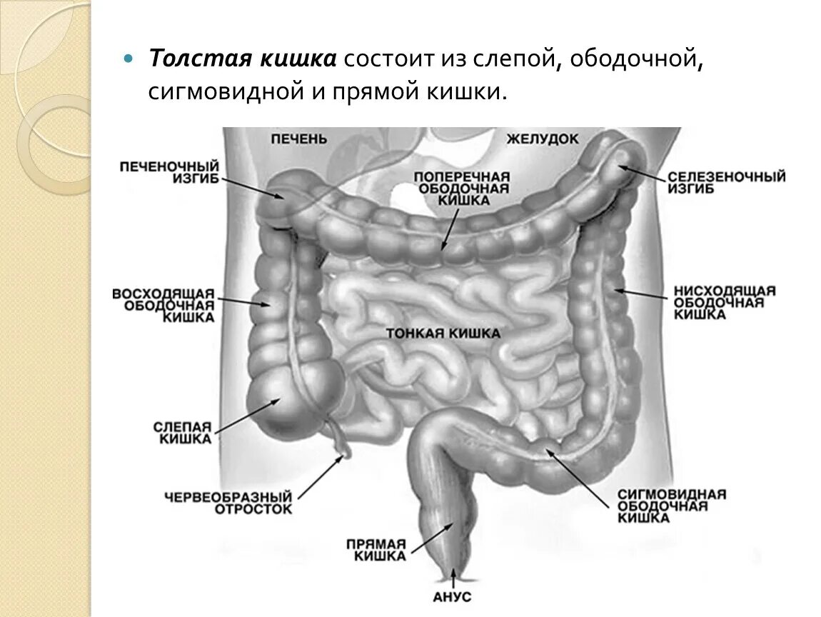 Расположение кишок у человека схема Строение пищеварительной системы человека.