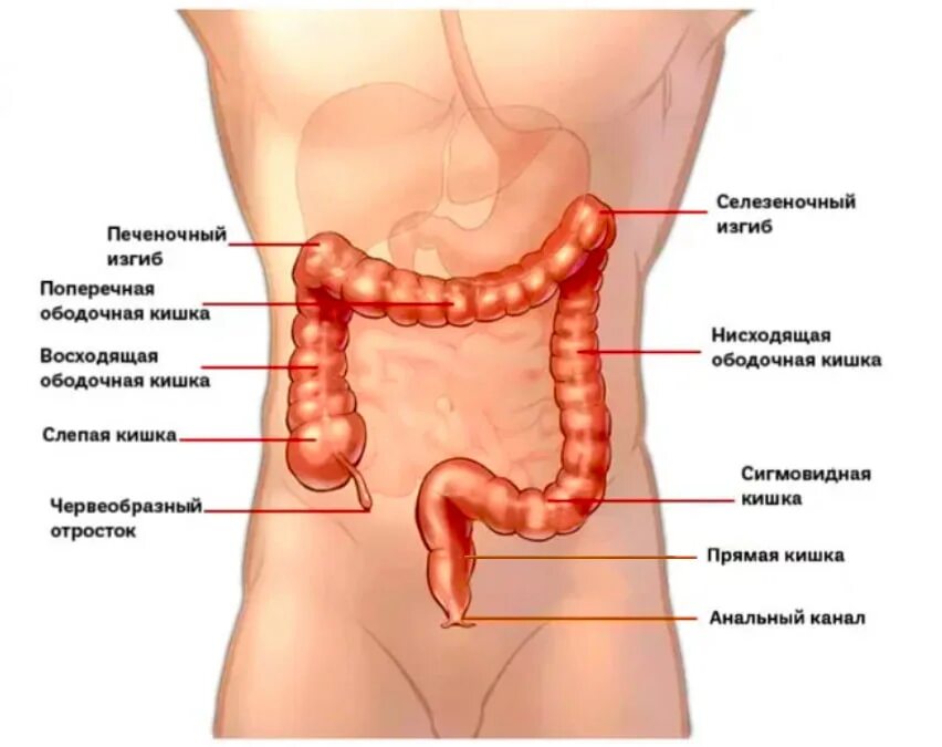Расположение кишок у человека схема Рак прямой и толстой кишки: первые признаки, симптомы, стадии, лечение