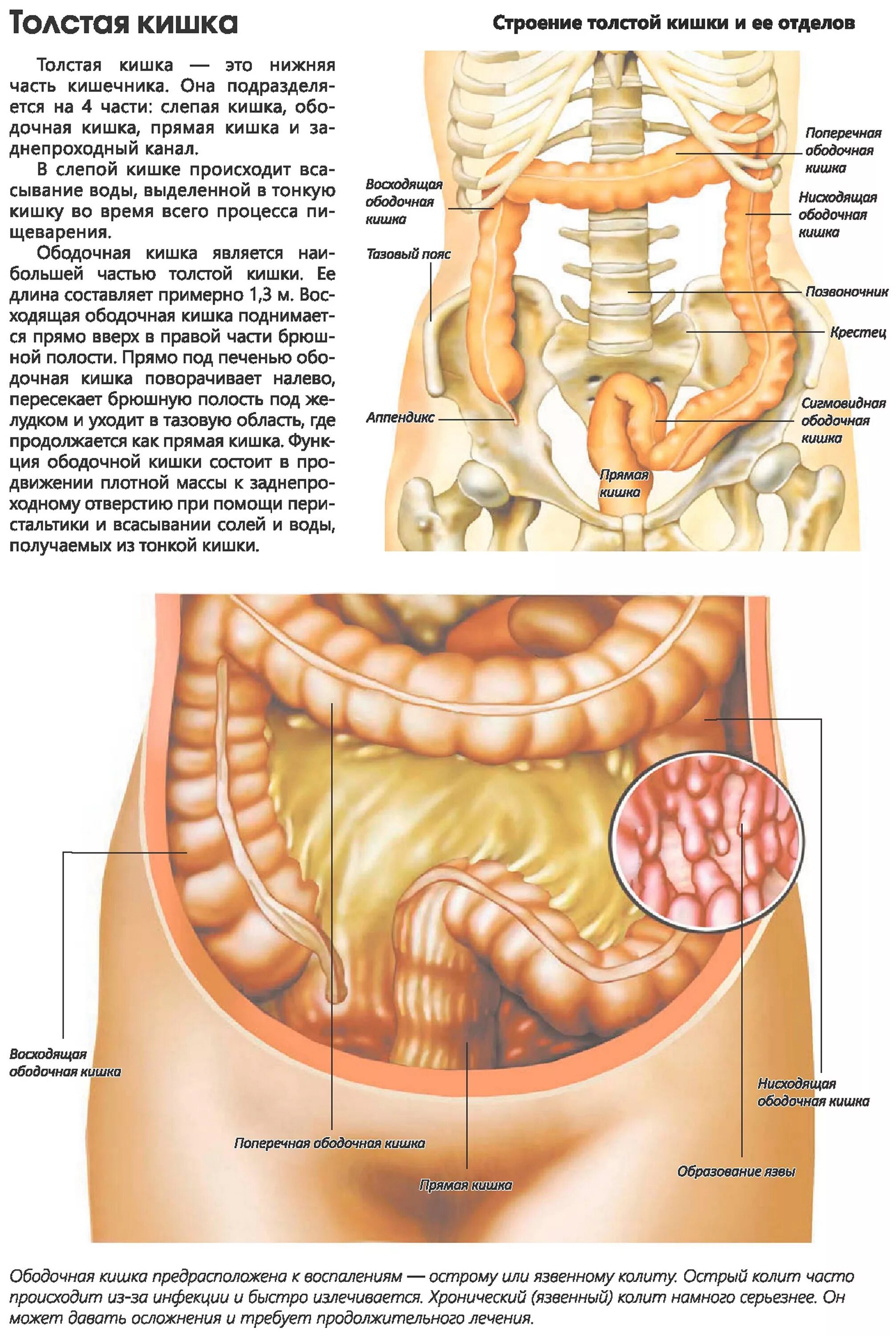 Расположение кишок у человека схема Картинки ФОТО РАСПОЛОЖЕНИЯ КИШЕЧНИКА У ЖЕНЩИНЫ