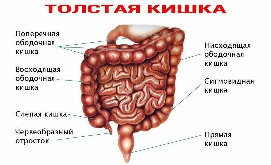 Расположение кишок у человека схема Кишечник - второй мозг и главный начальник иммунитета. Что делать, чтобы сохраня