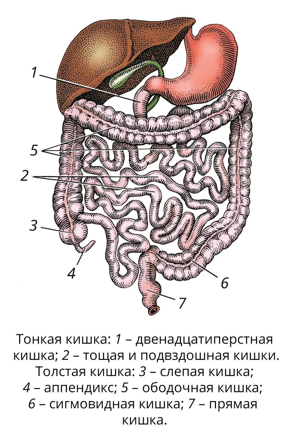 Расположение кишок у человека схема Кишечник. Большая российская энциклопедия