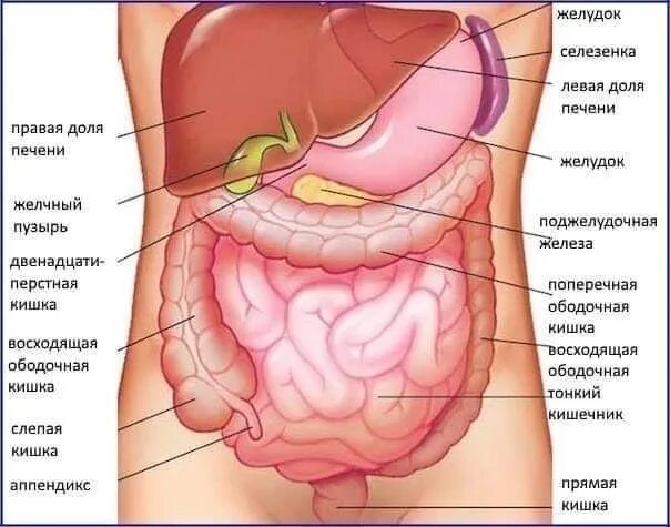 Расположение кишок у человека схема Боль в спине и кишечник - Центр здоровья Юрия Шишко