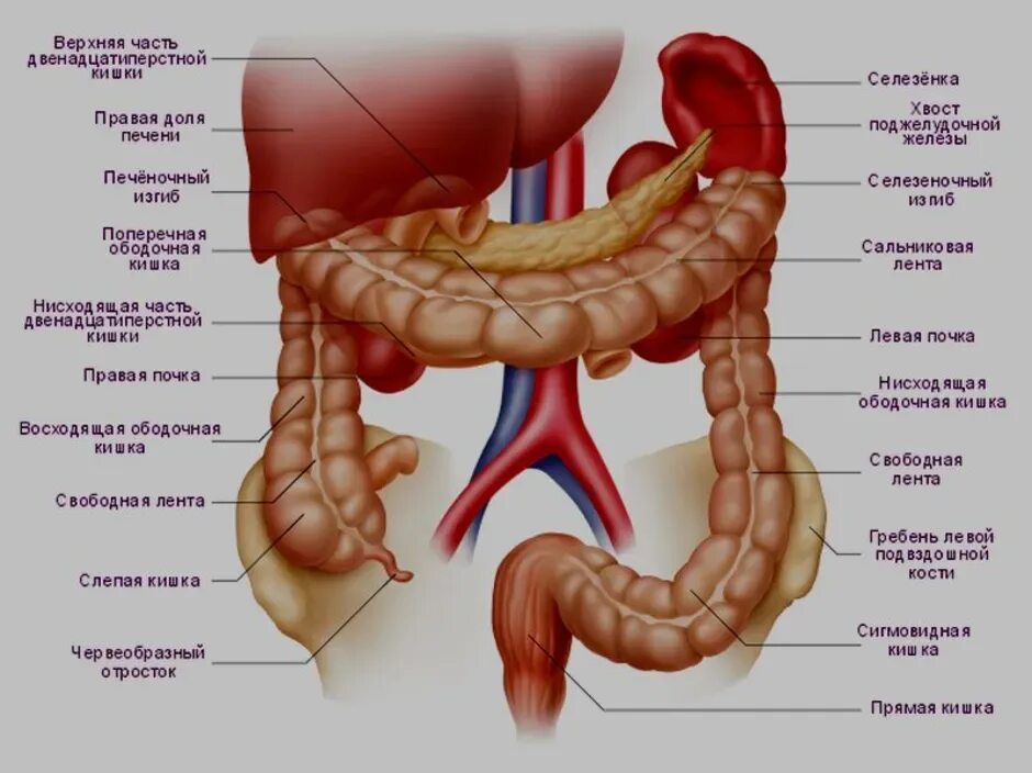 Расположение кишок у человека схема Типа кишка