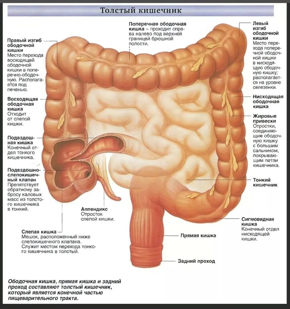 Расположение кишок у человека схема Анатомия тонкого кишечника человека