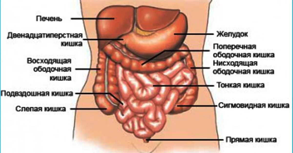 Расположение кишок у человека схема Психосматика. Кишечник - Психолог Елена Мусинова